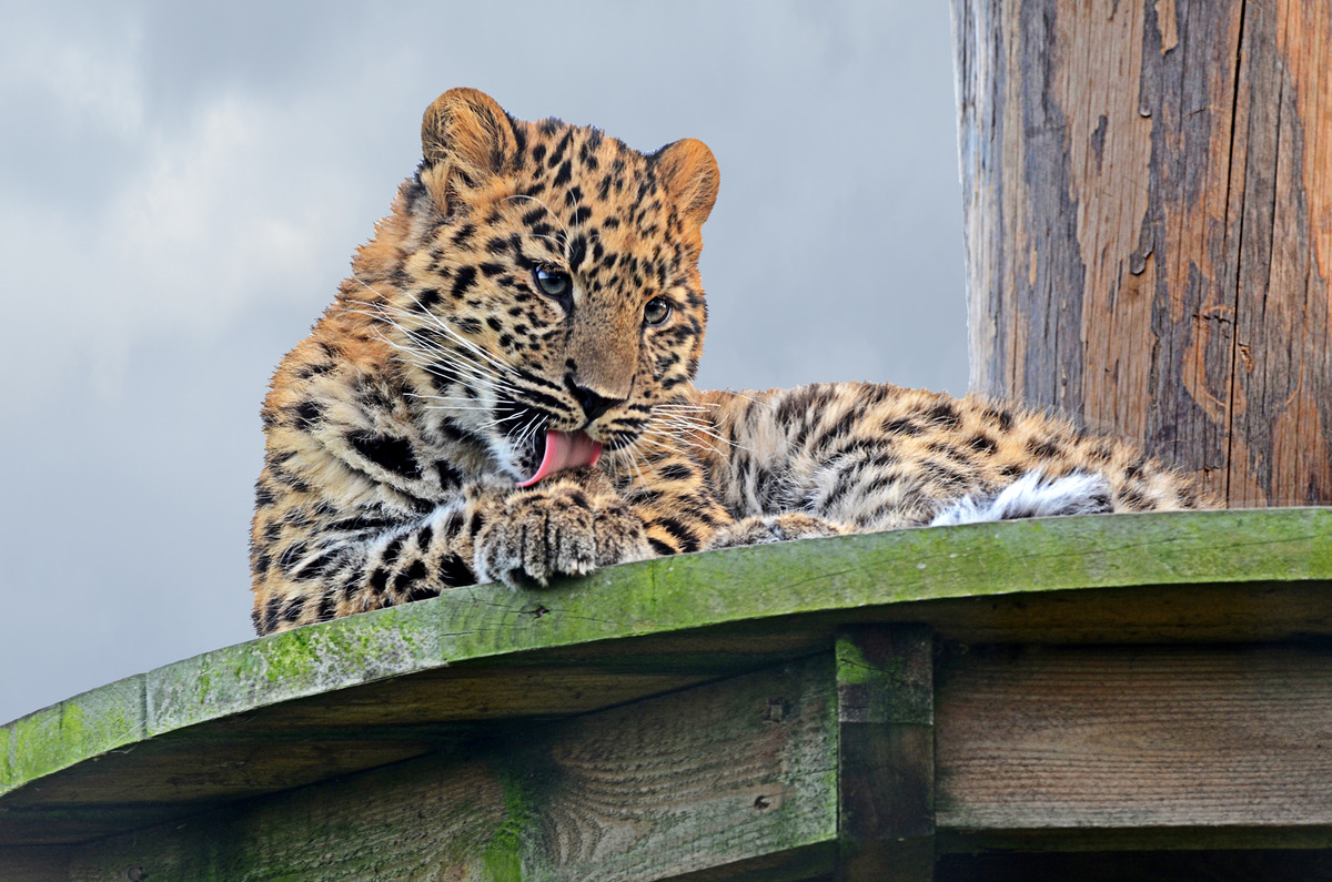 2nd. -  Geof Hildred